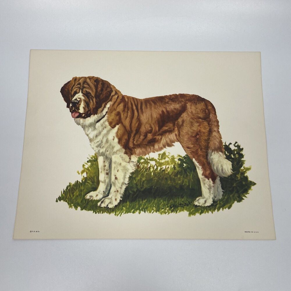 Vintage Ole Larsen Vintage Dog P.D. & Co Print in USA 11”x14 Saint Bernard